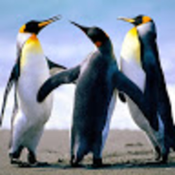 Meet your Posher, Jiaming - Picture 1 of 1